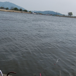 少し季節遅れのホンモロコ釣り